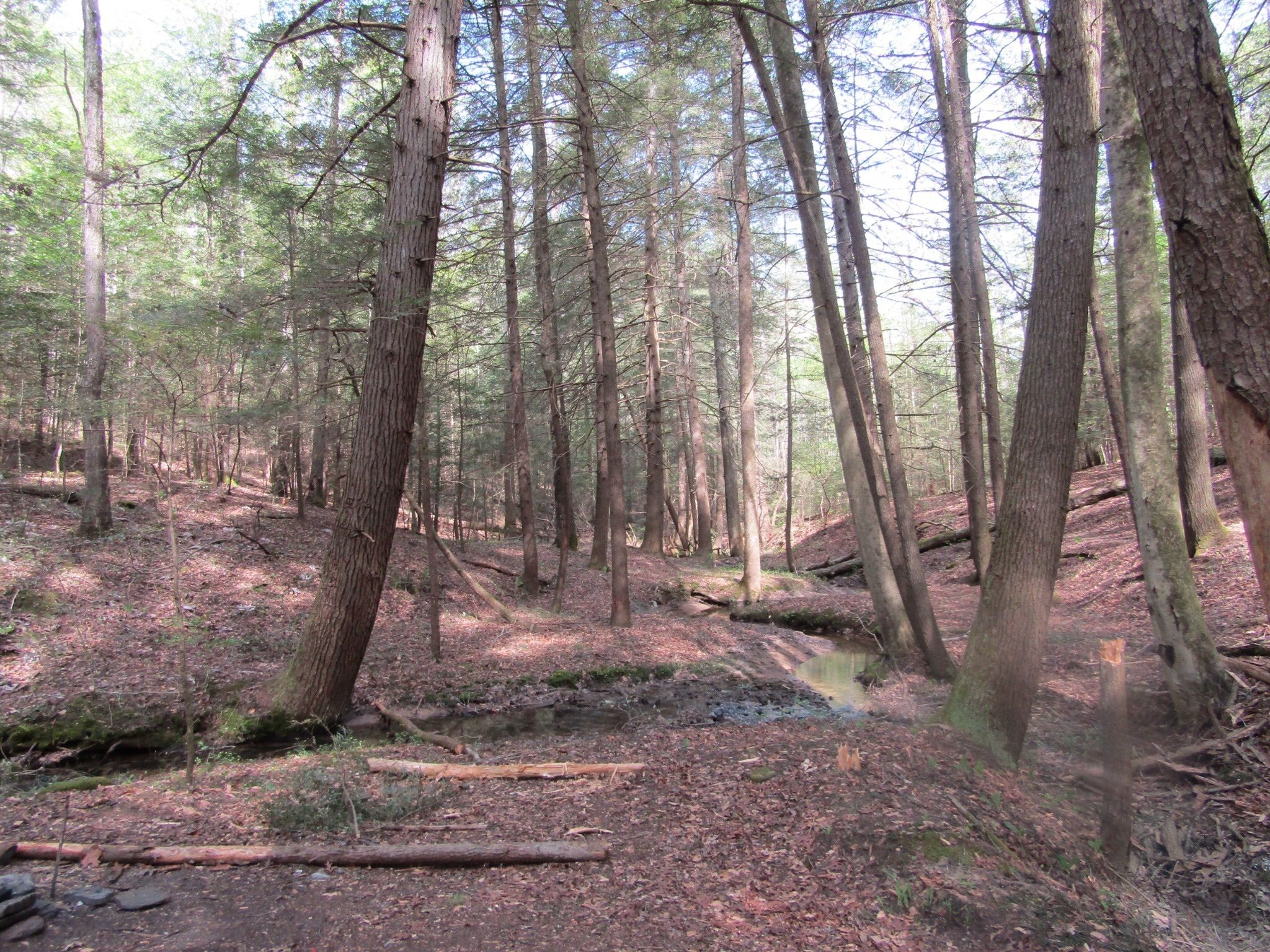 Laurel Fork